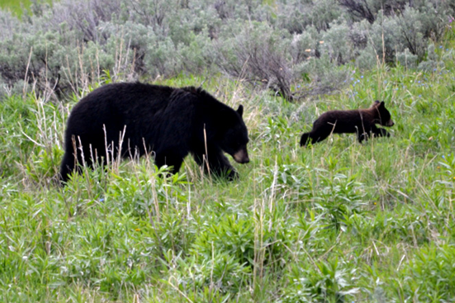 Great Wilderness Images