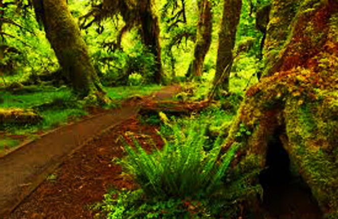 Great Wilderness Images