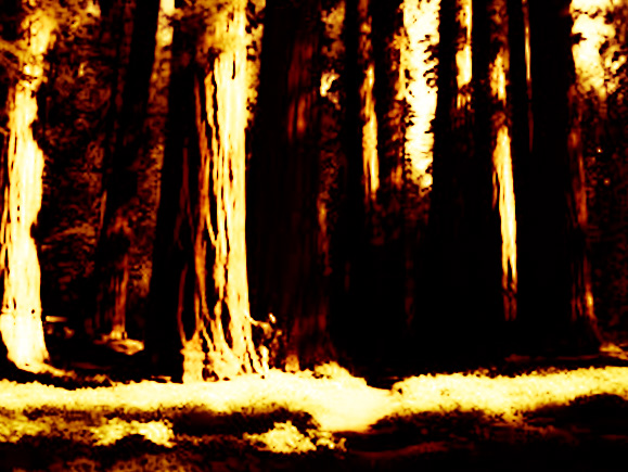 Great Wilderness Images
